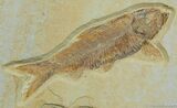 Beautiful Knightia Fish Fossil From Wyoming #14-1